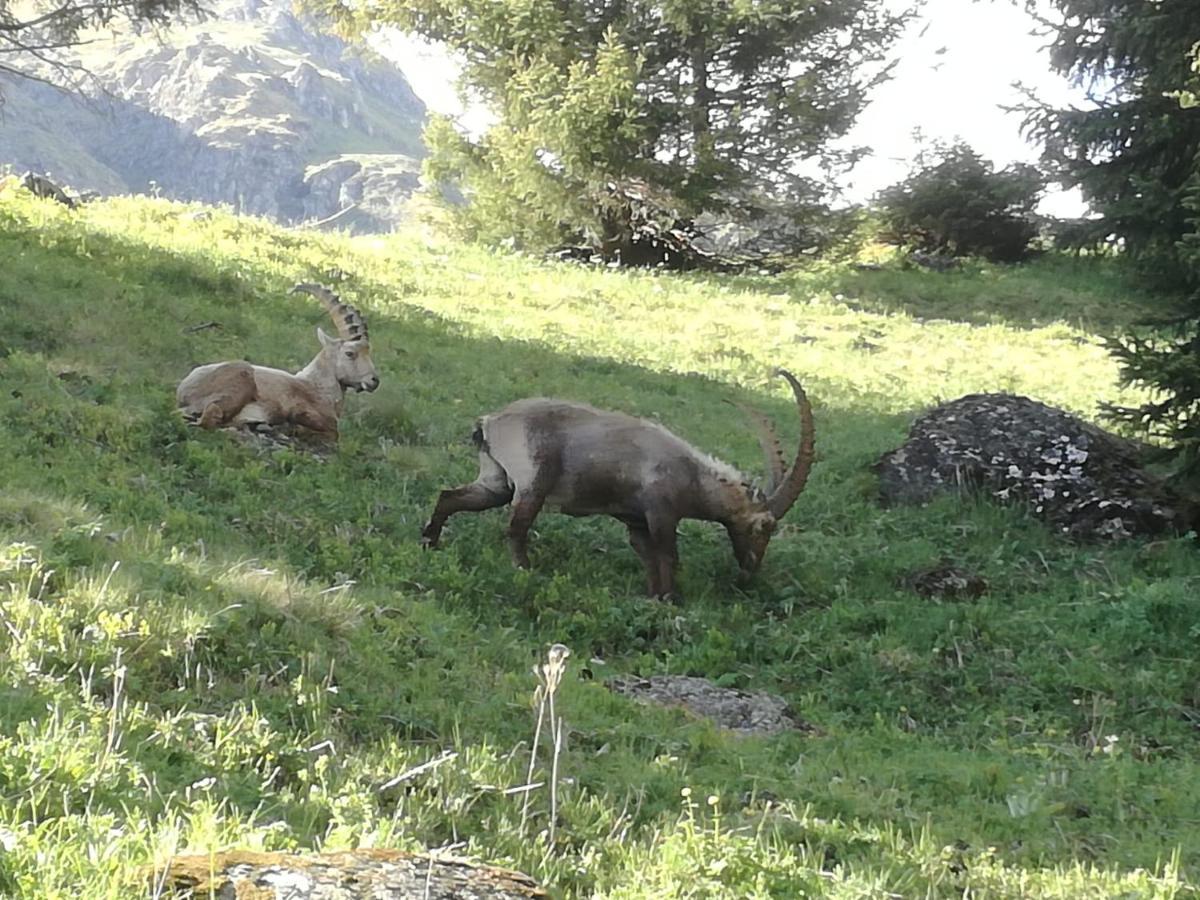 Le Cocon Du Catogne Proche Martigny Verbier - Netflix - Valettes エクステリア 写真